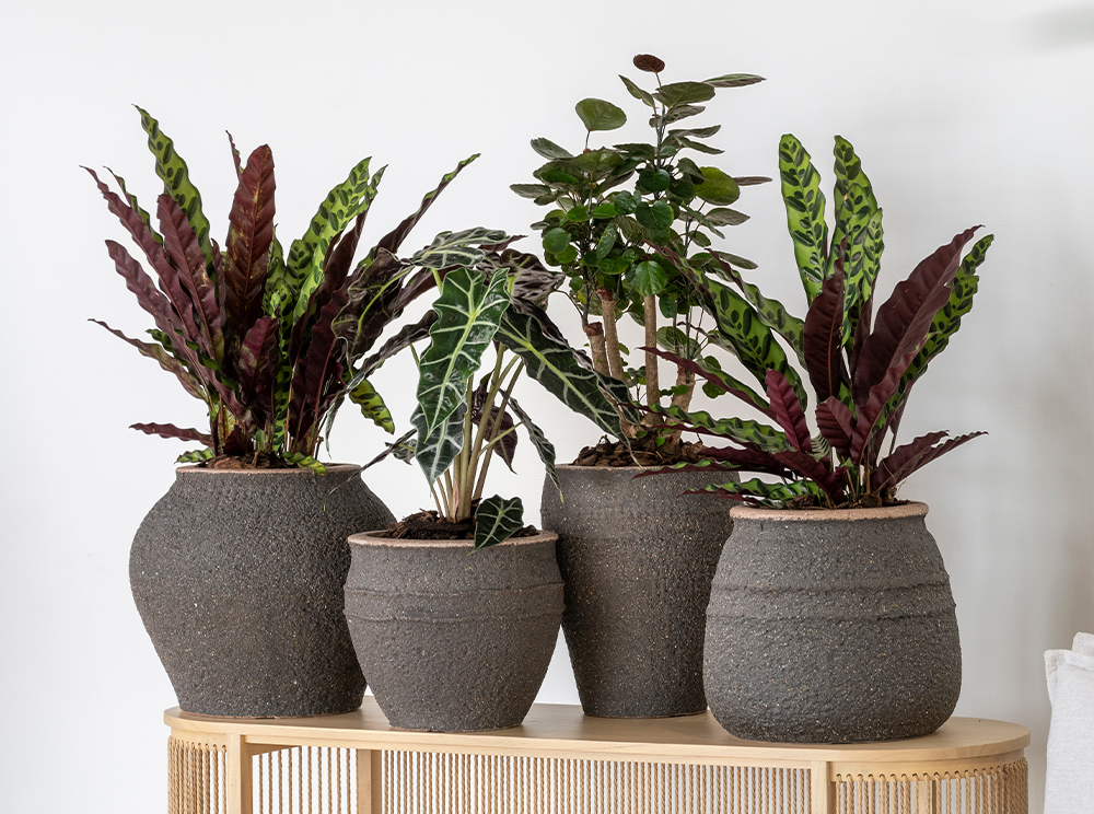 Pottery Pots Mediterranean collection