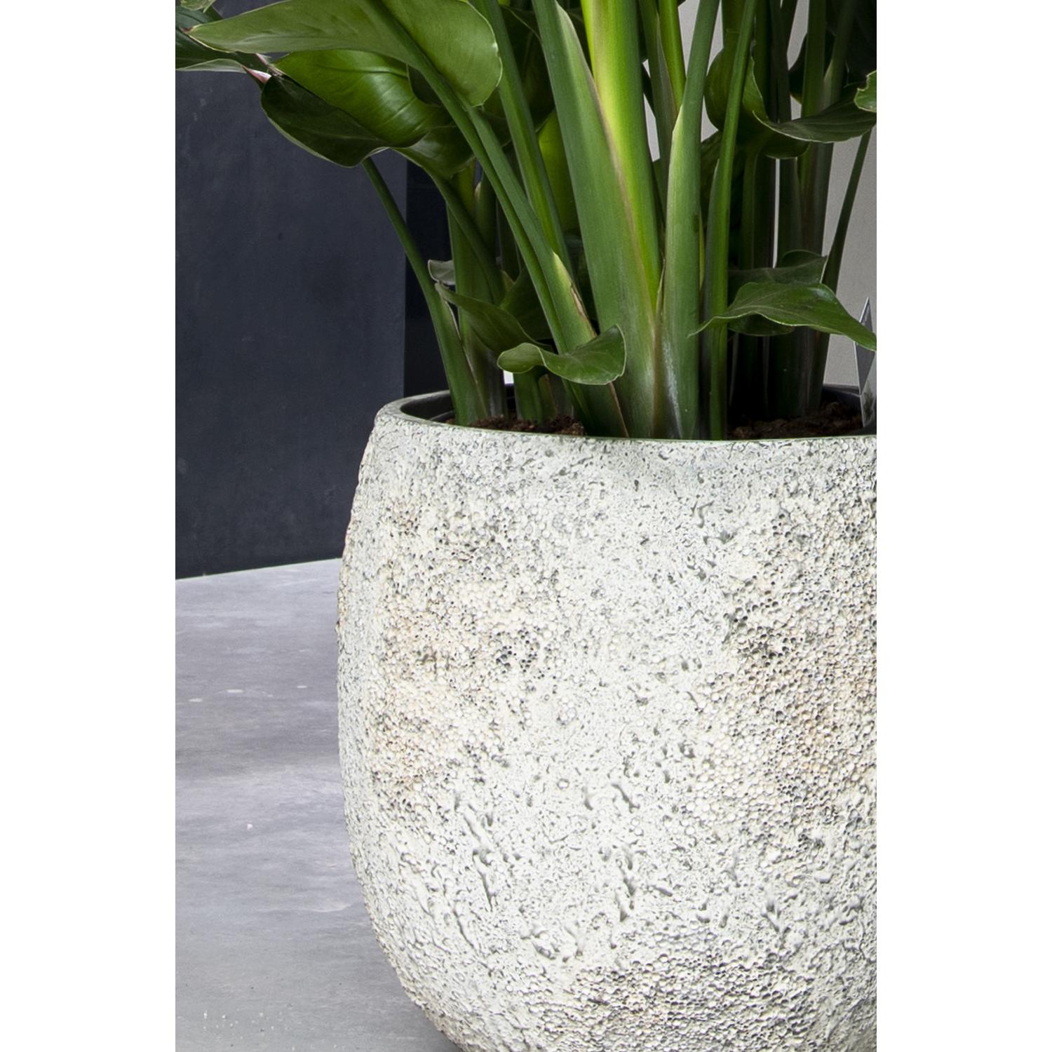 Gillard S, Imperial White