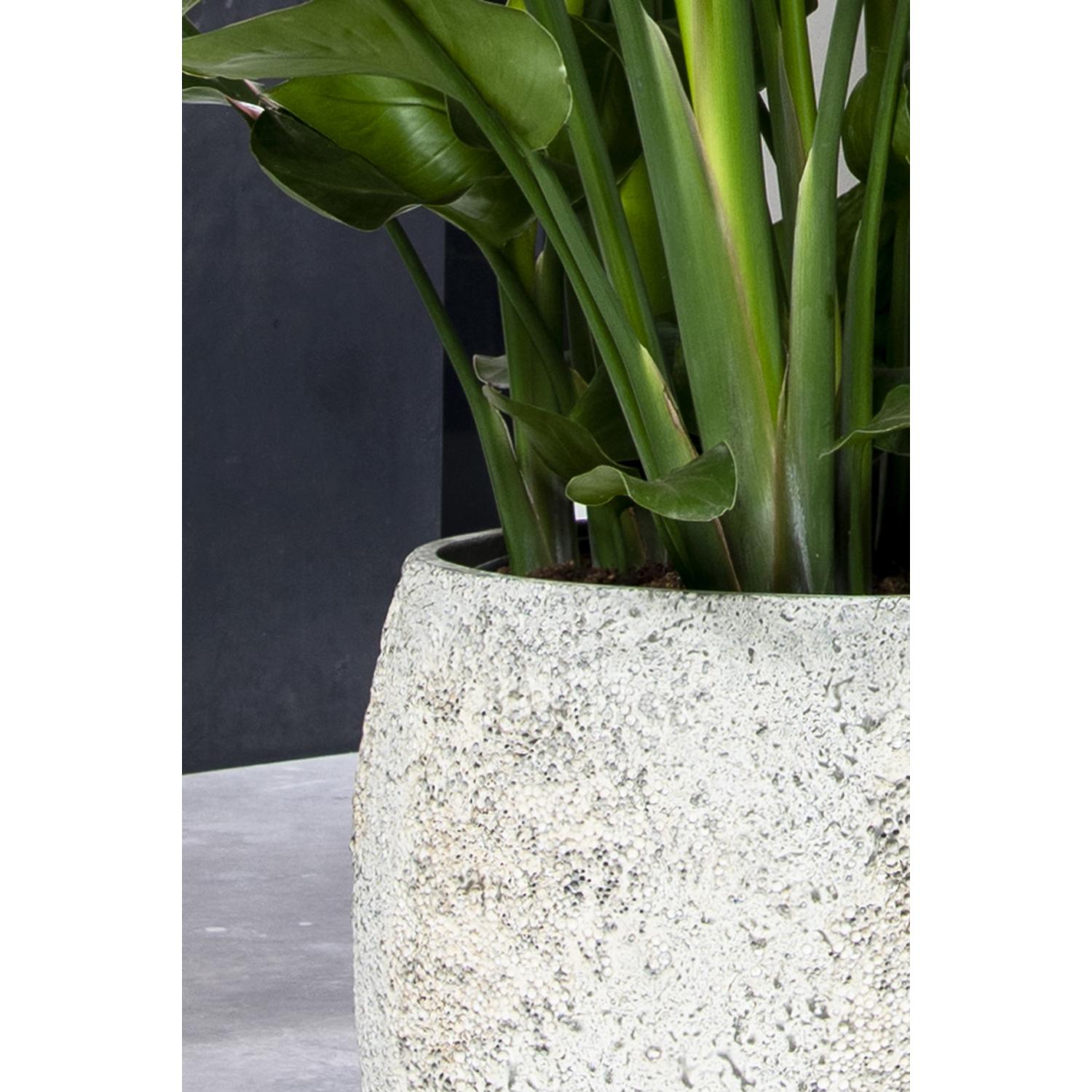 Tarb XL, Imperial White