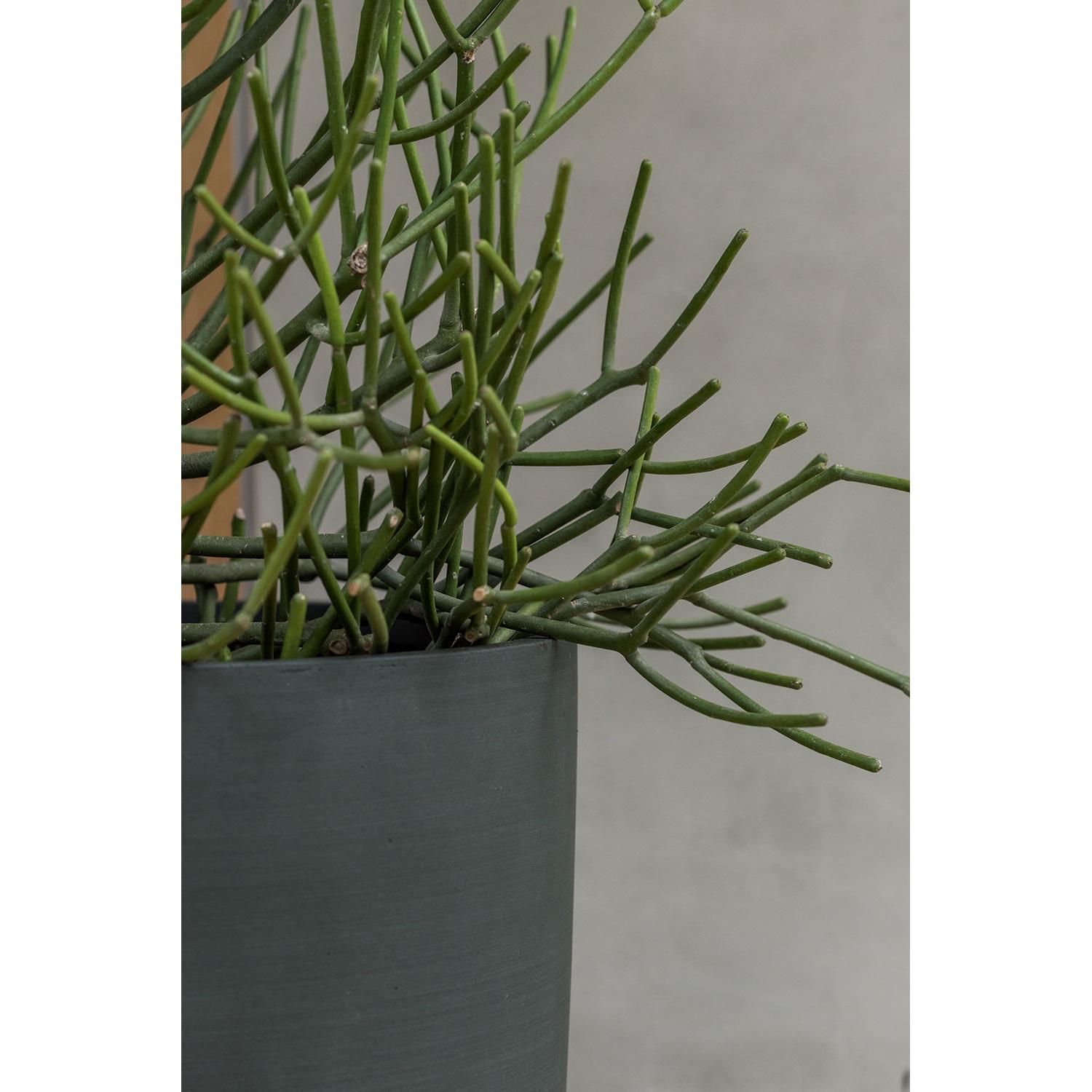 Ben L, Pine Green