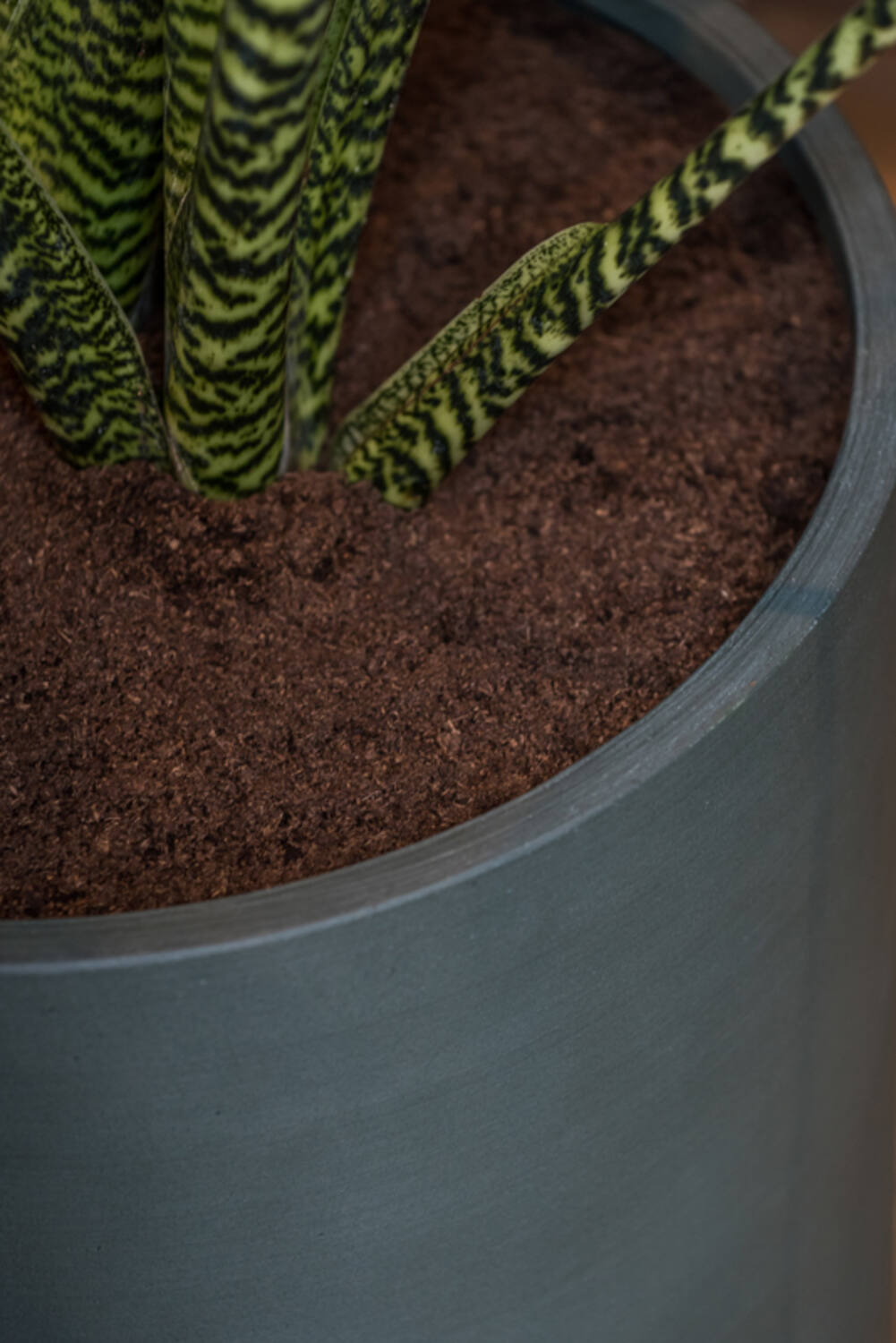 Max M, Pine Green