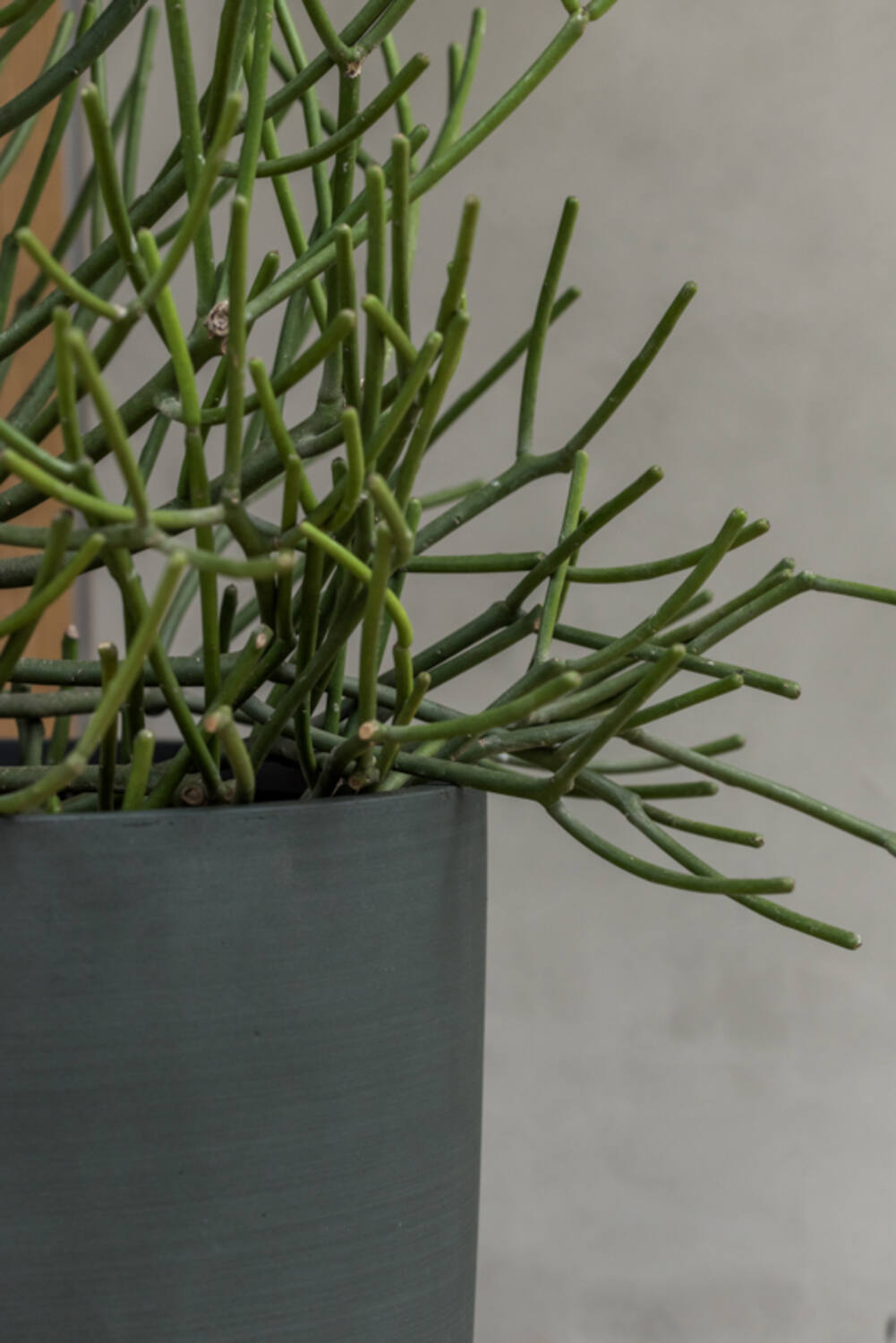 Dax XL, Pine Green