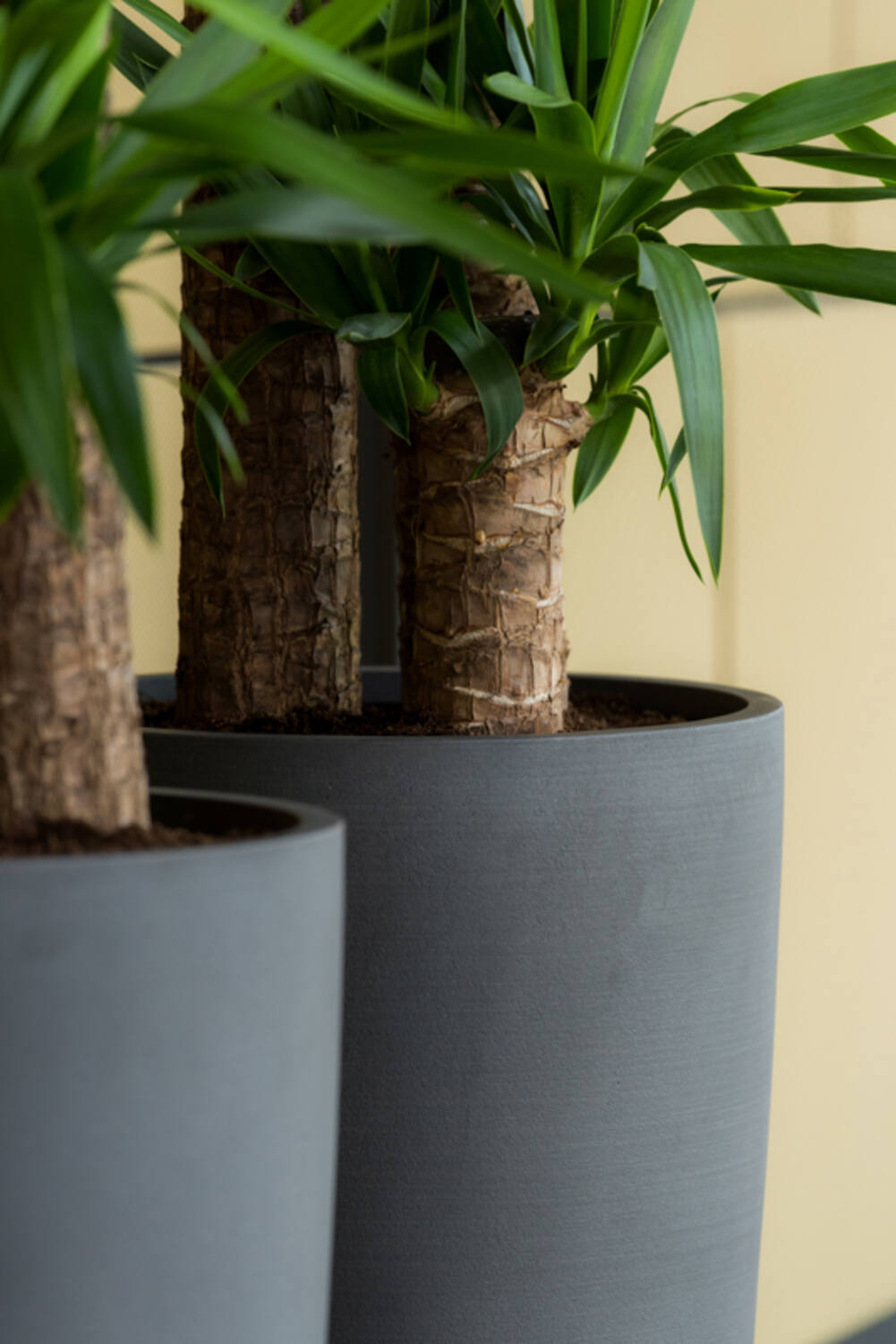 Dax XL, Volcano Black