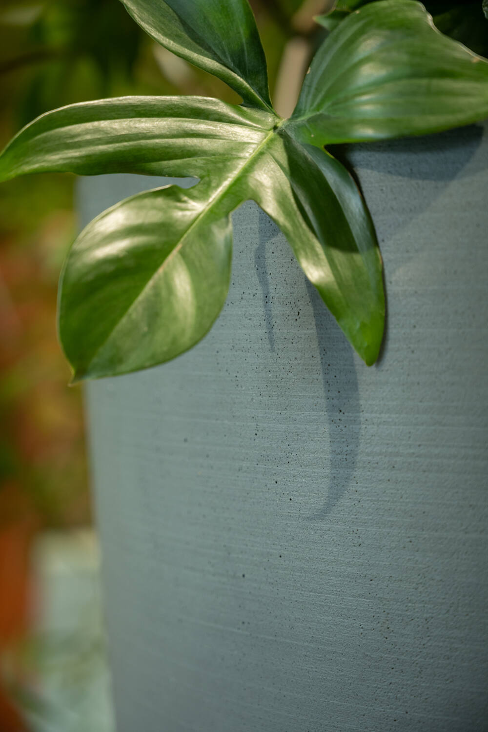 Dax L, Pine Green