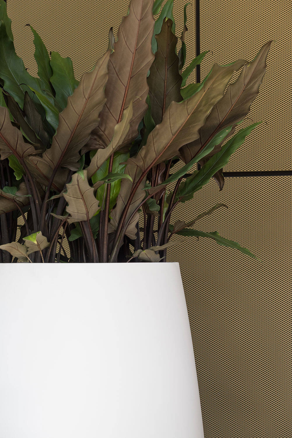 Pax M, Matte White