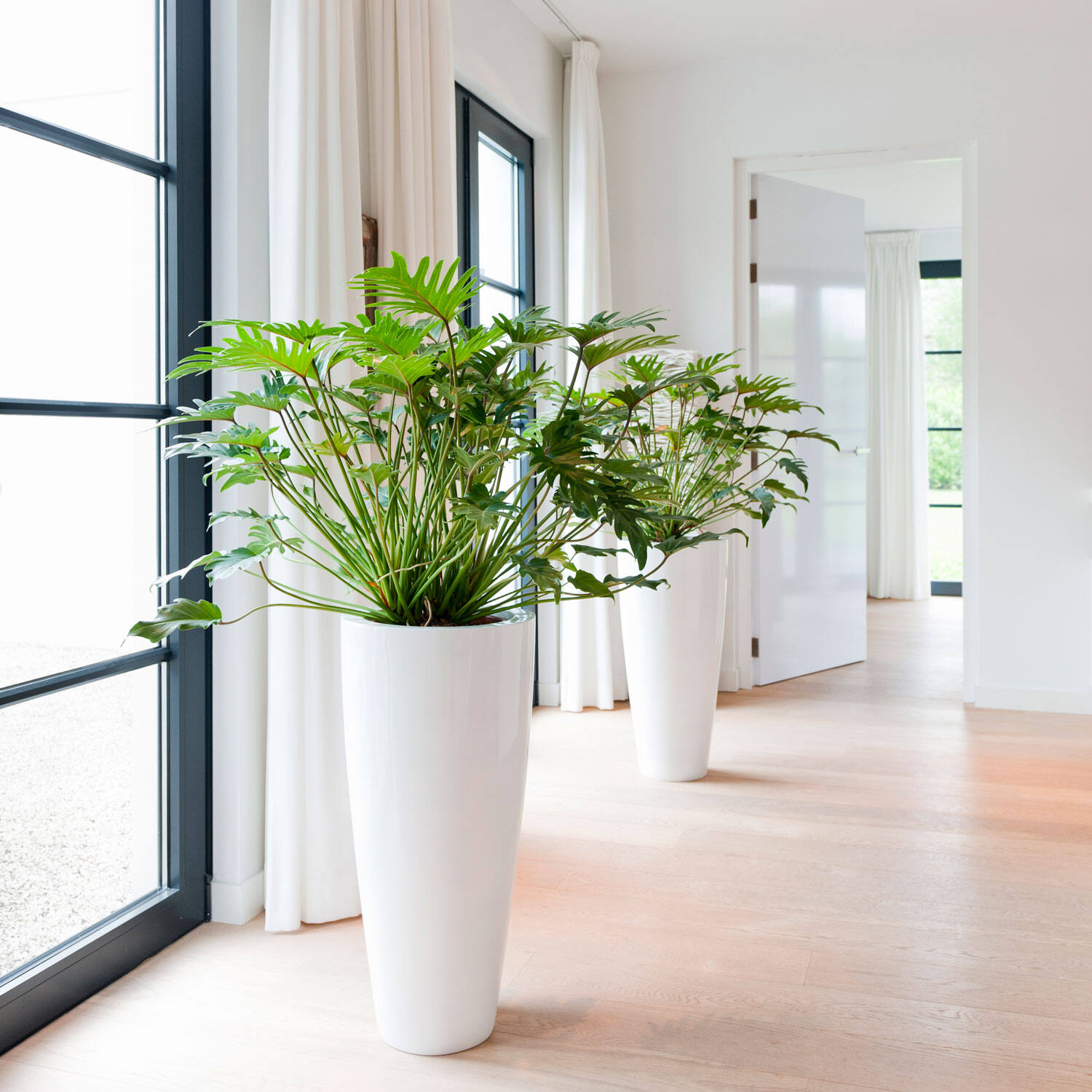 Dax XL, Glossy White