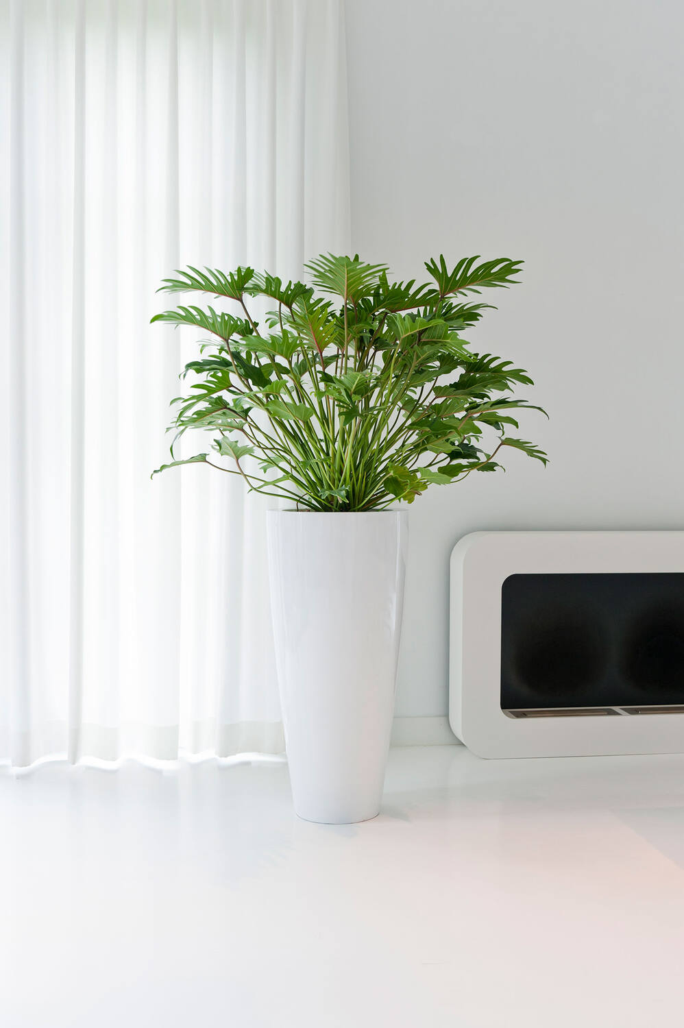 Dax XL, Glossy White