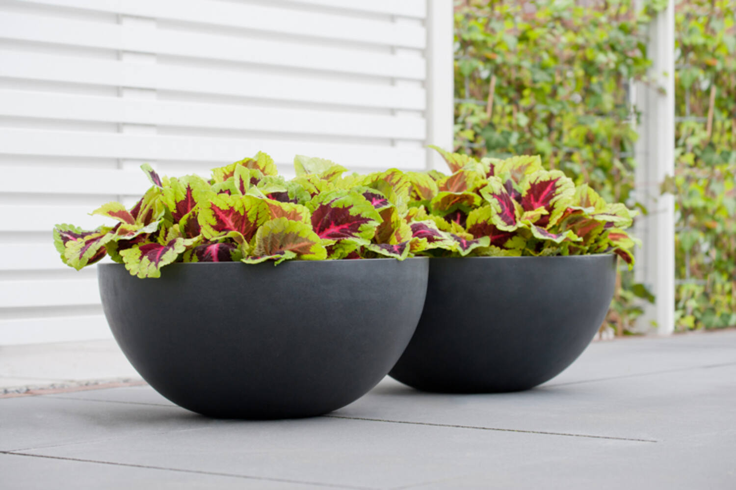 Vic Bowl M, Black