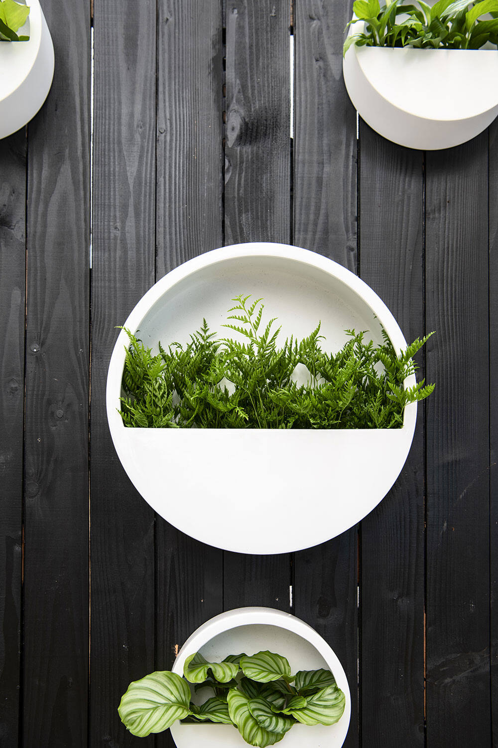 Wally (hanging) M, Matte White