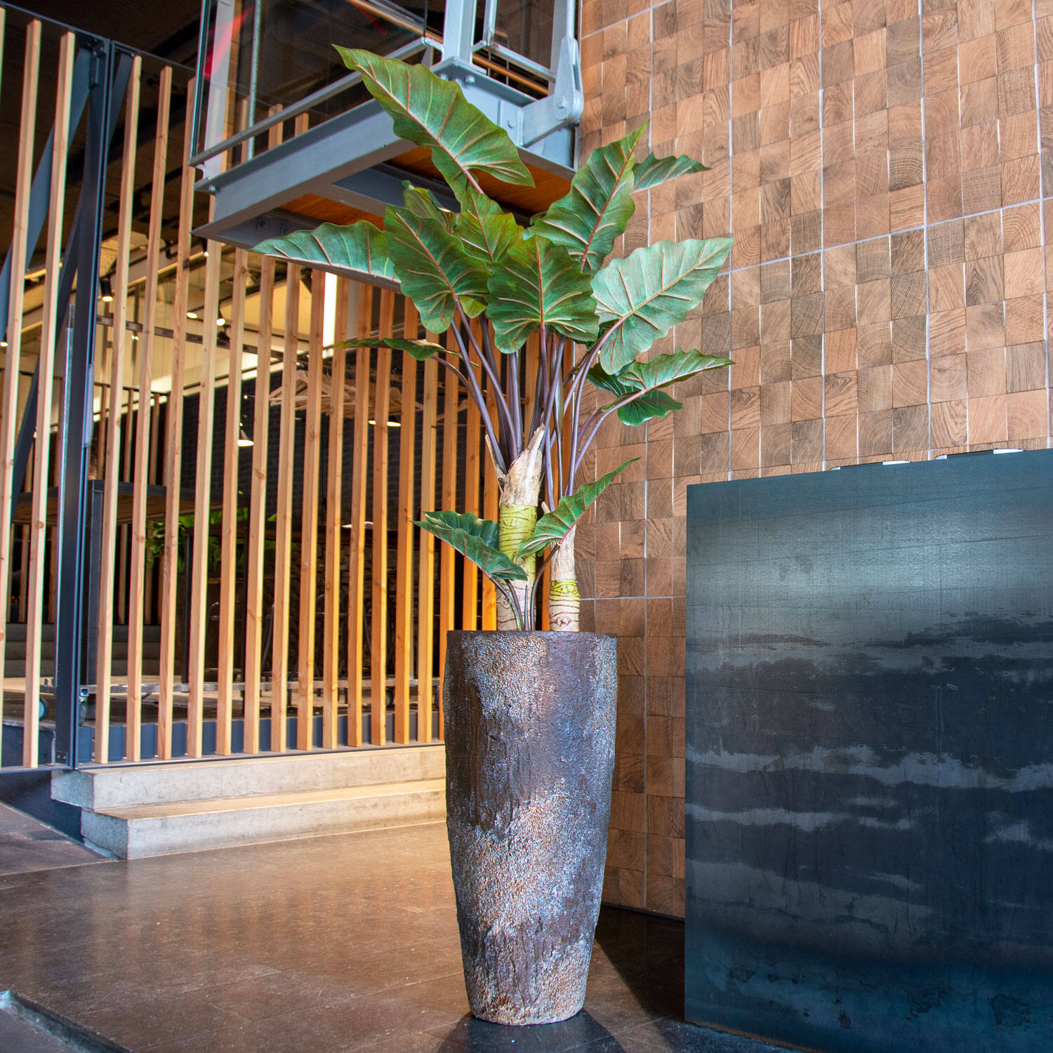 Alocasia M, Green
