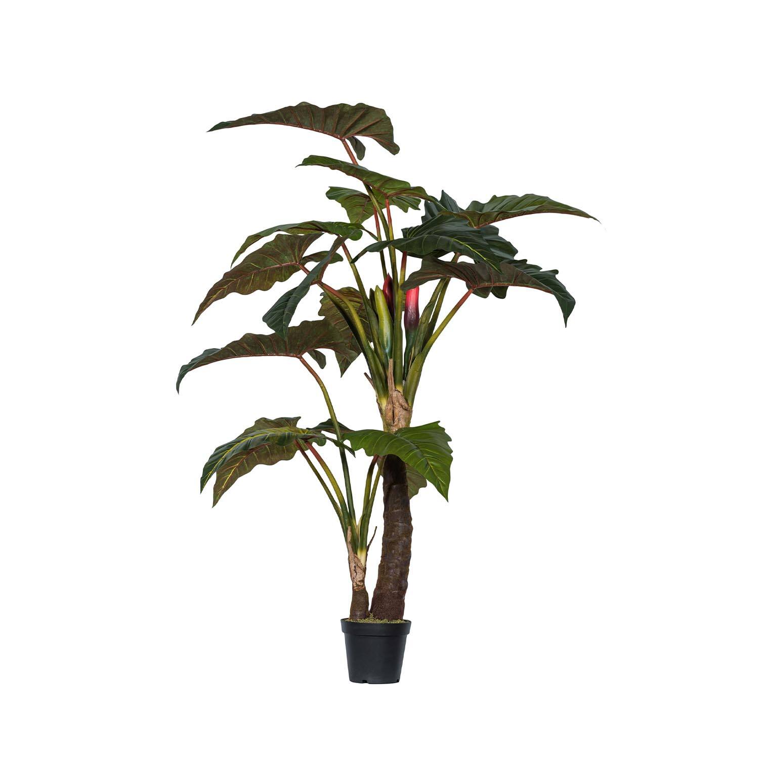 Alocasia Tree L, Green