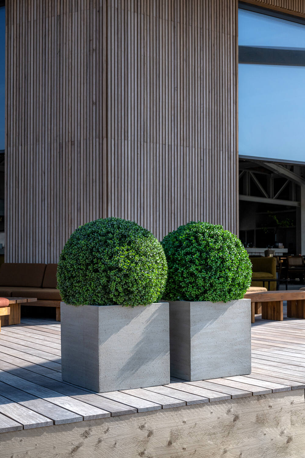 Boxwood XS, Green