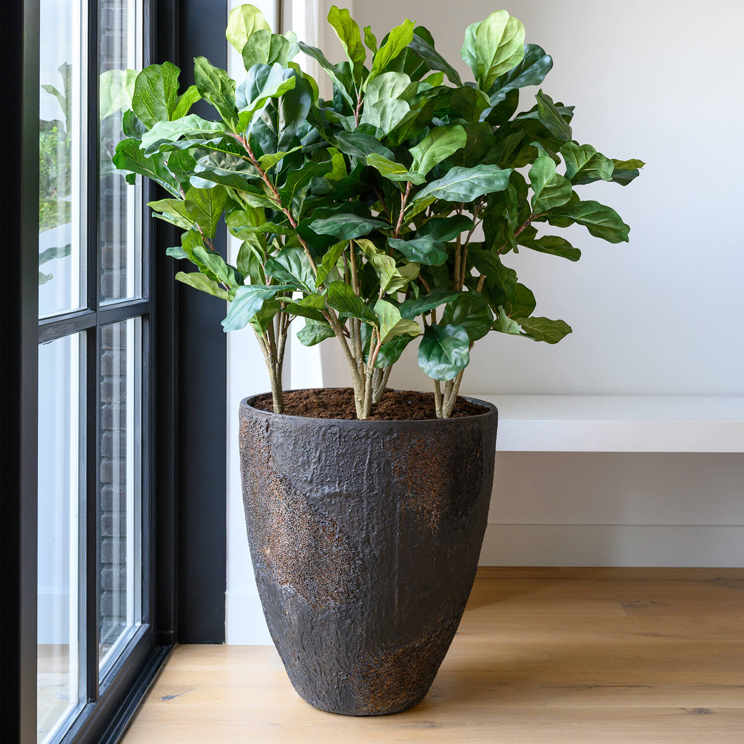 Ficus Lyrata XS, Green