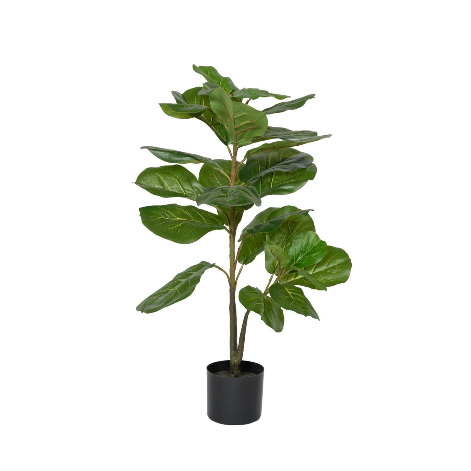 Ficus Lyrata XS, Green