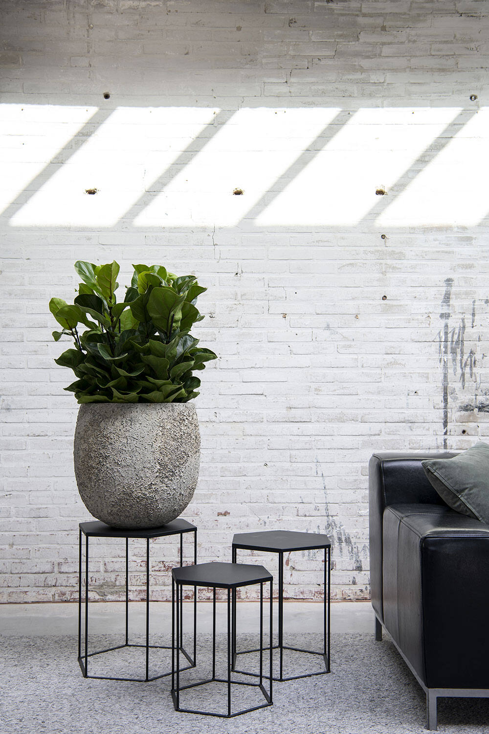 Ficus Lyrata XS, Green