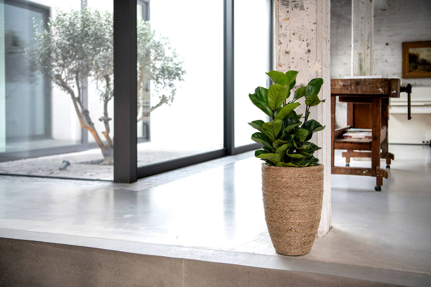 Ficus Lyrata XS, Green
