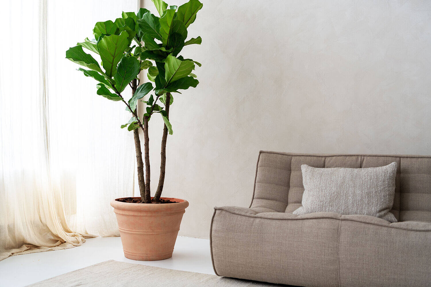 Ficus Lyrata L, Green