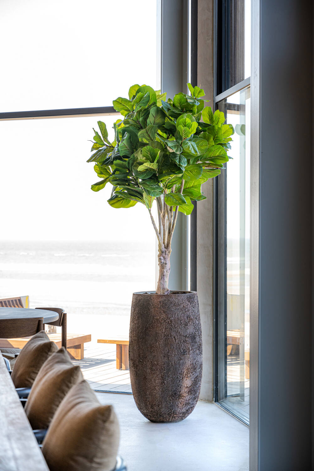 Ficus Lyrata L, Green