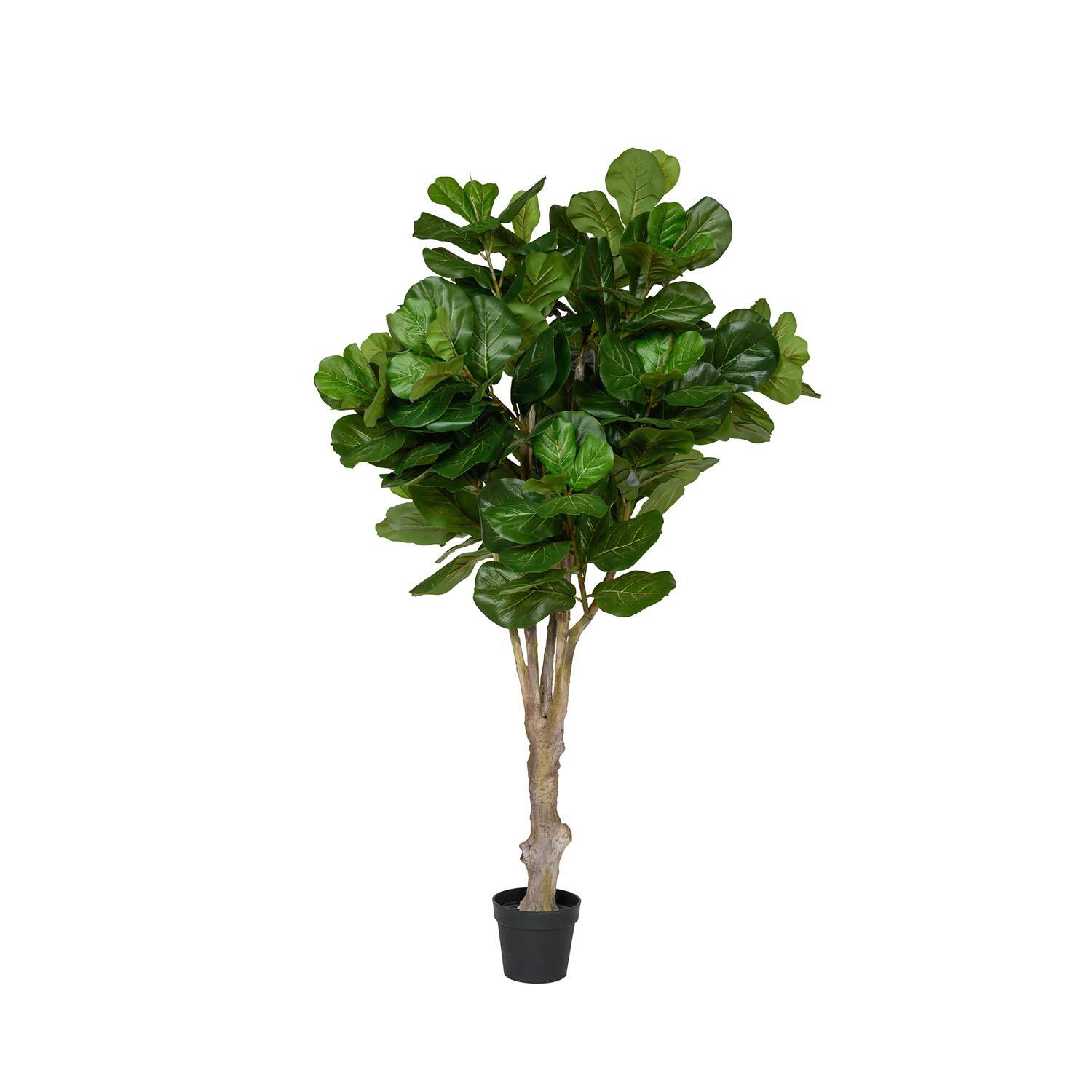 Ficus Lyrata XL, Green