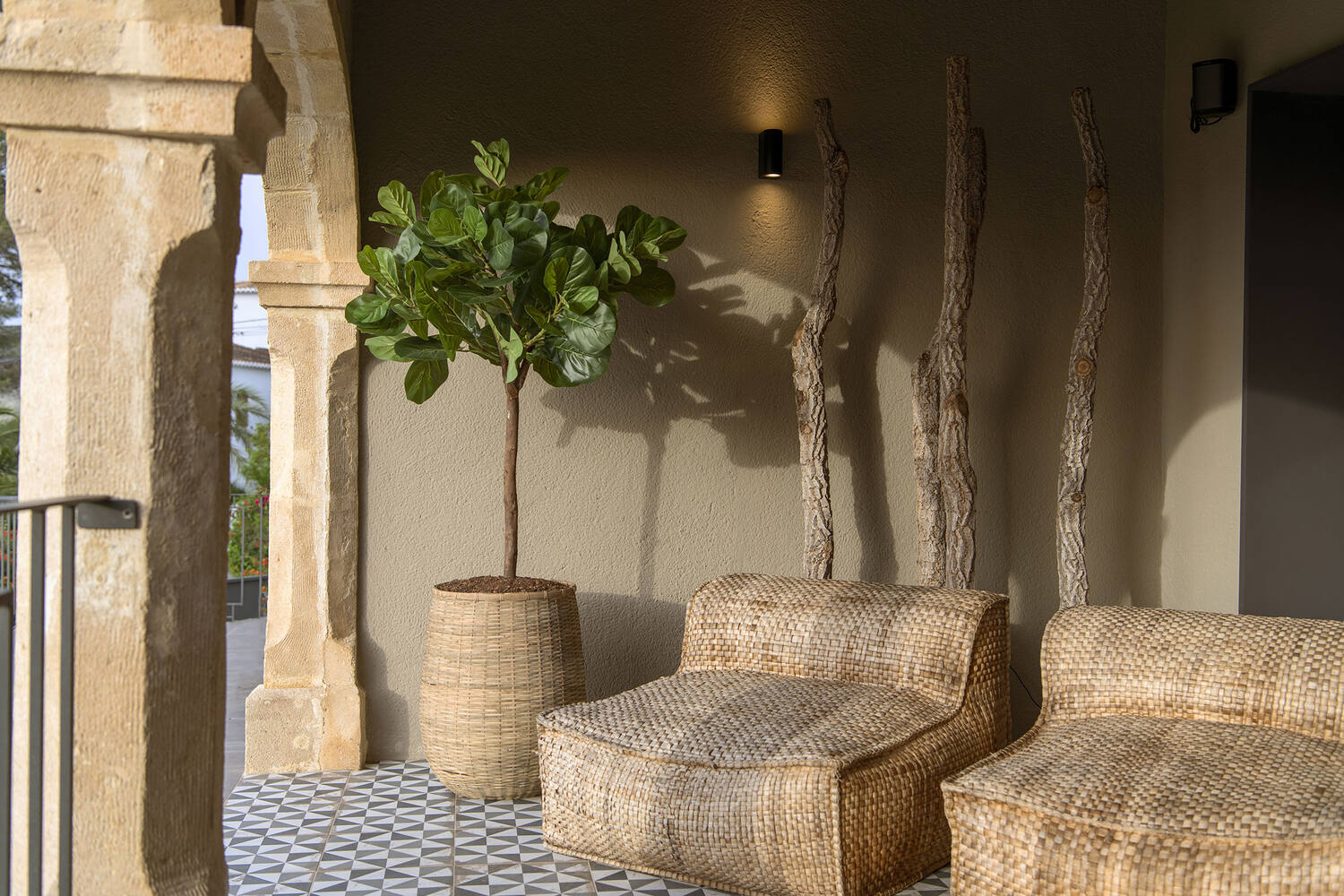 Ficus Lyrata XL, Green