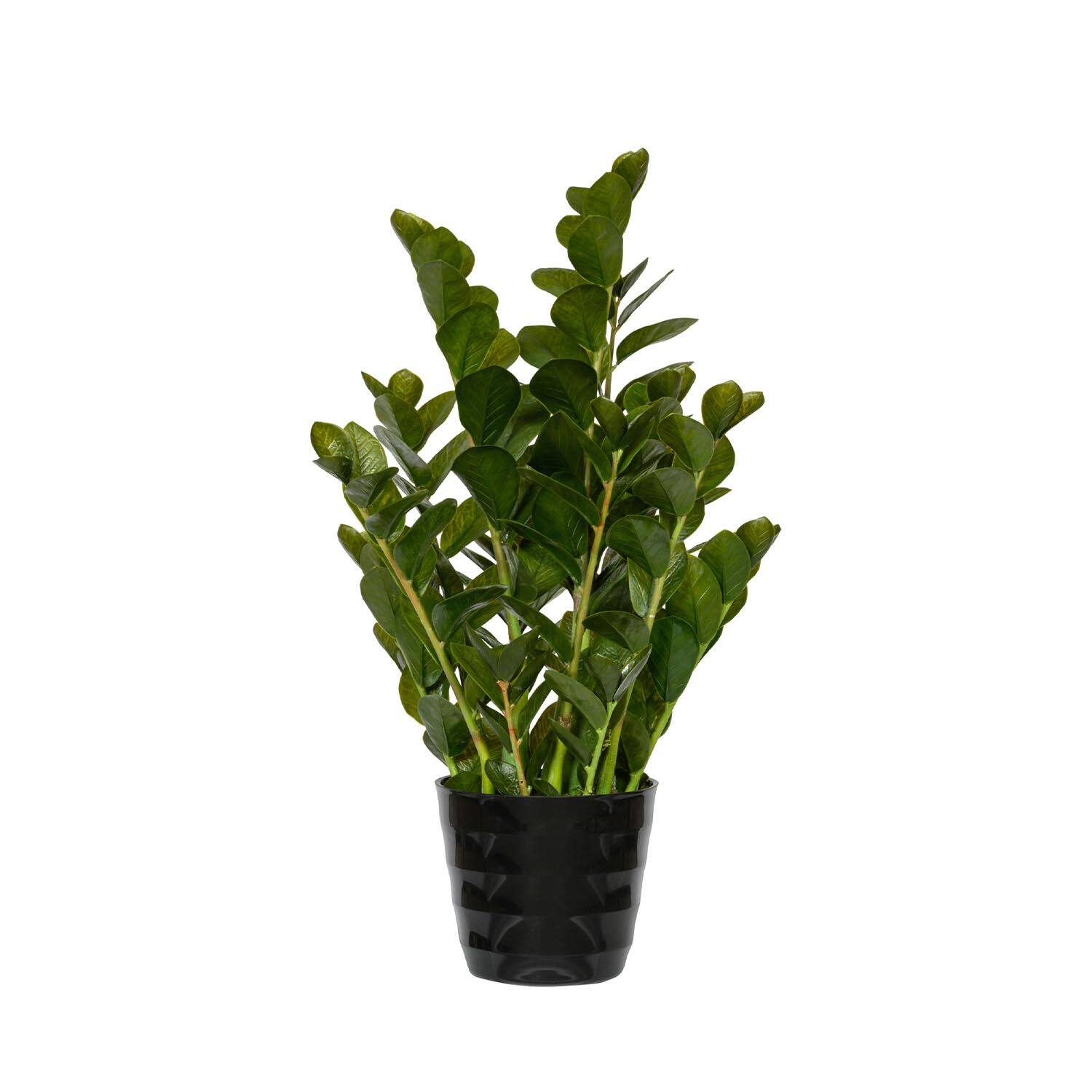 Zamioculcas M, Green