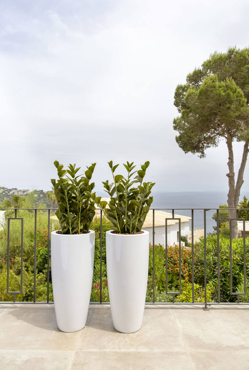 Zamioculcas M, Green