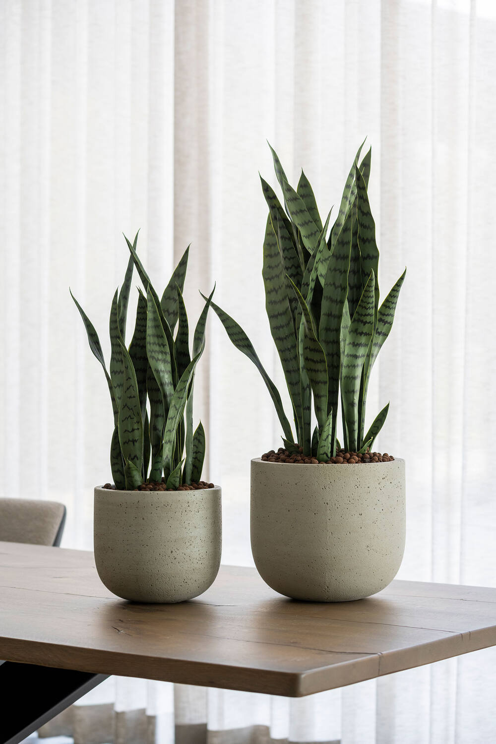 Sansevieria S, Green