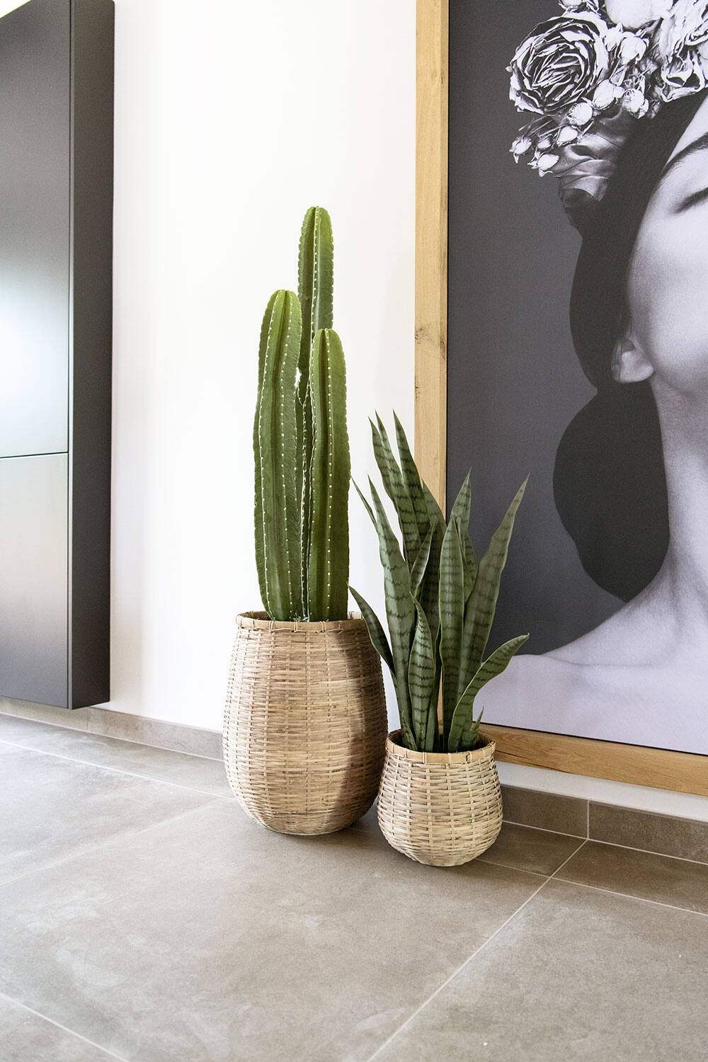 Sansevieria M, Green
