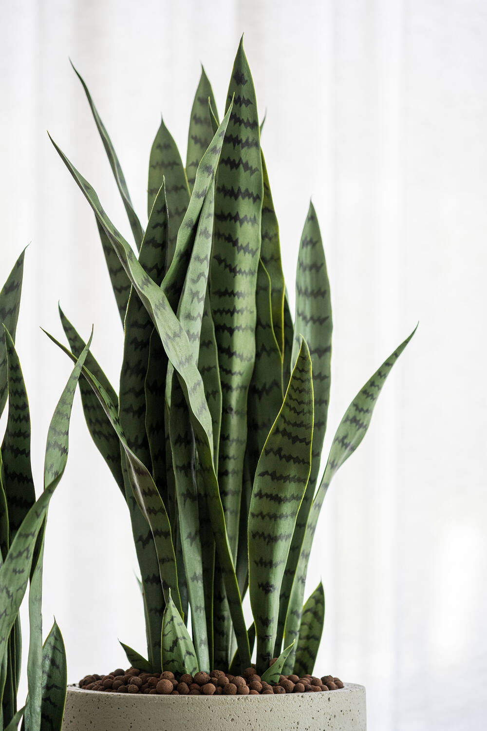 Sansevieria M, Green