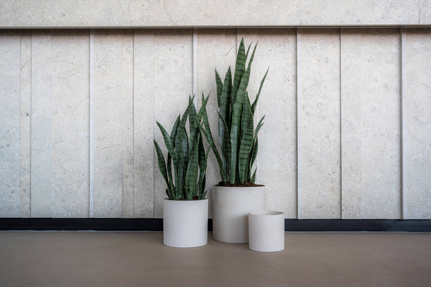 Sansevieria M, Green