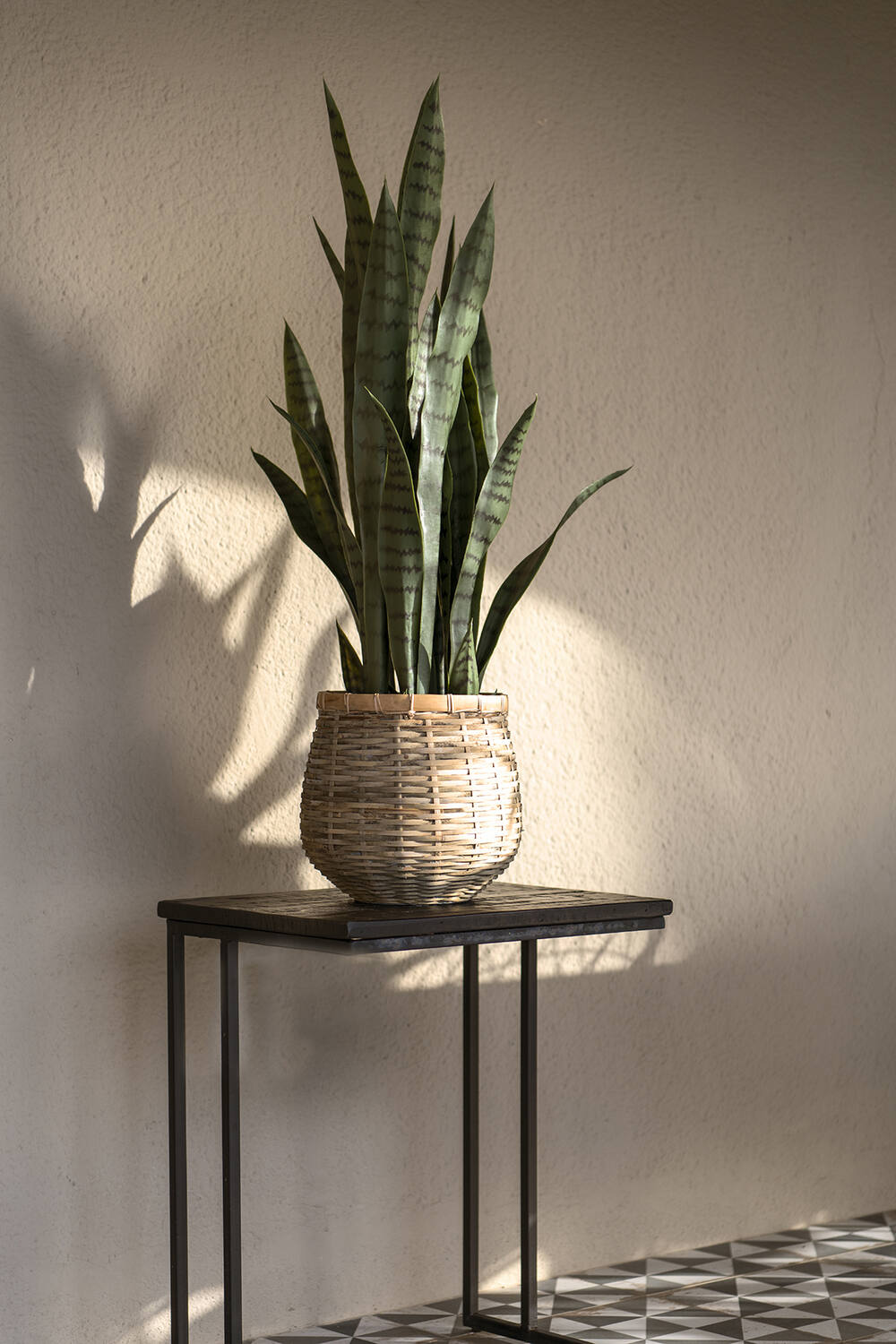 Sansevieria M, Green