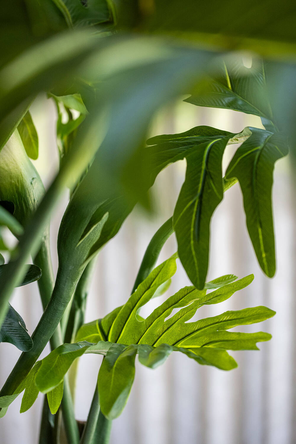 Philodendron L, Green