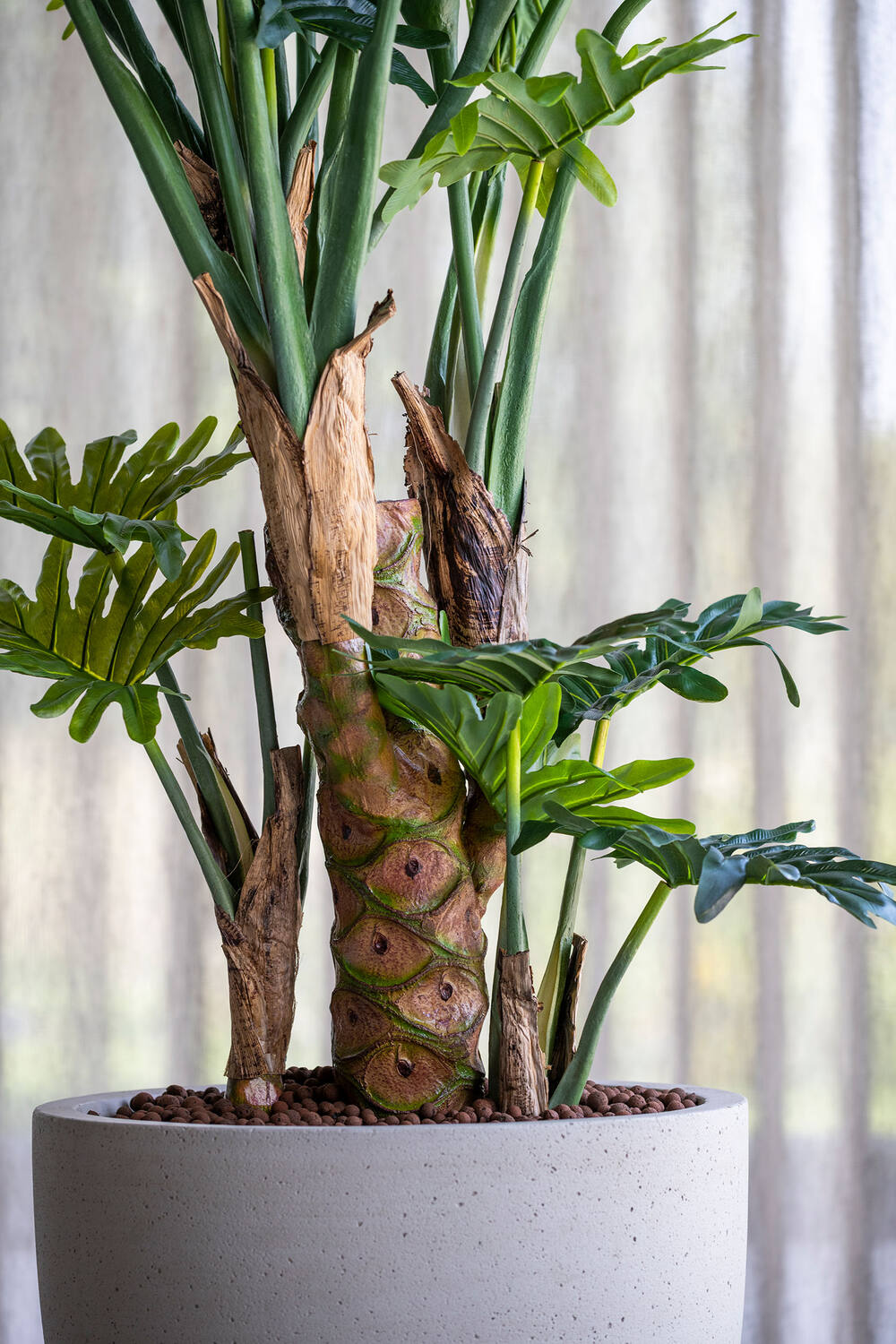 Philodendron L, Green