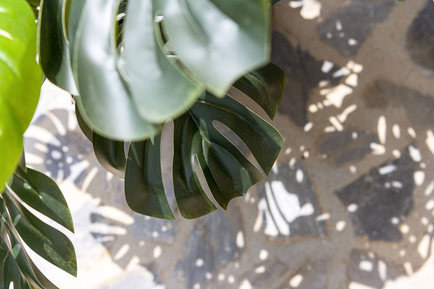 Monstera XL, Green