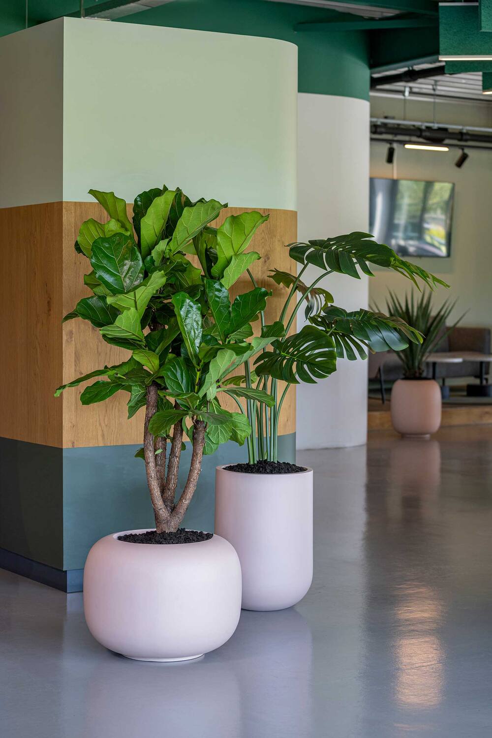 Monstera XL, Green