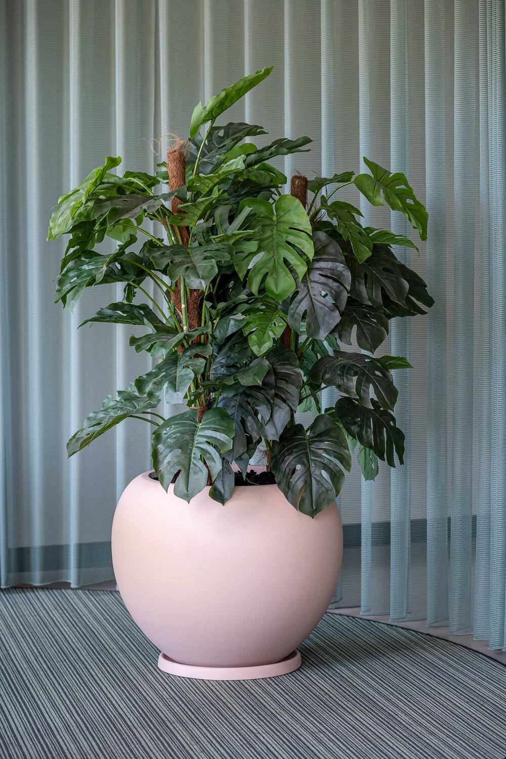 Monstera Pertusum L, Green