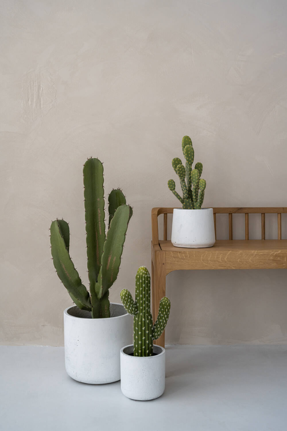 (S) Cactus Cereus M, Green