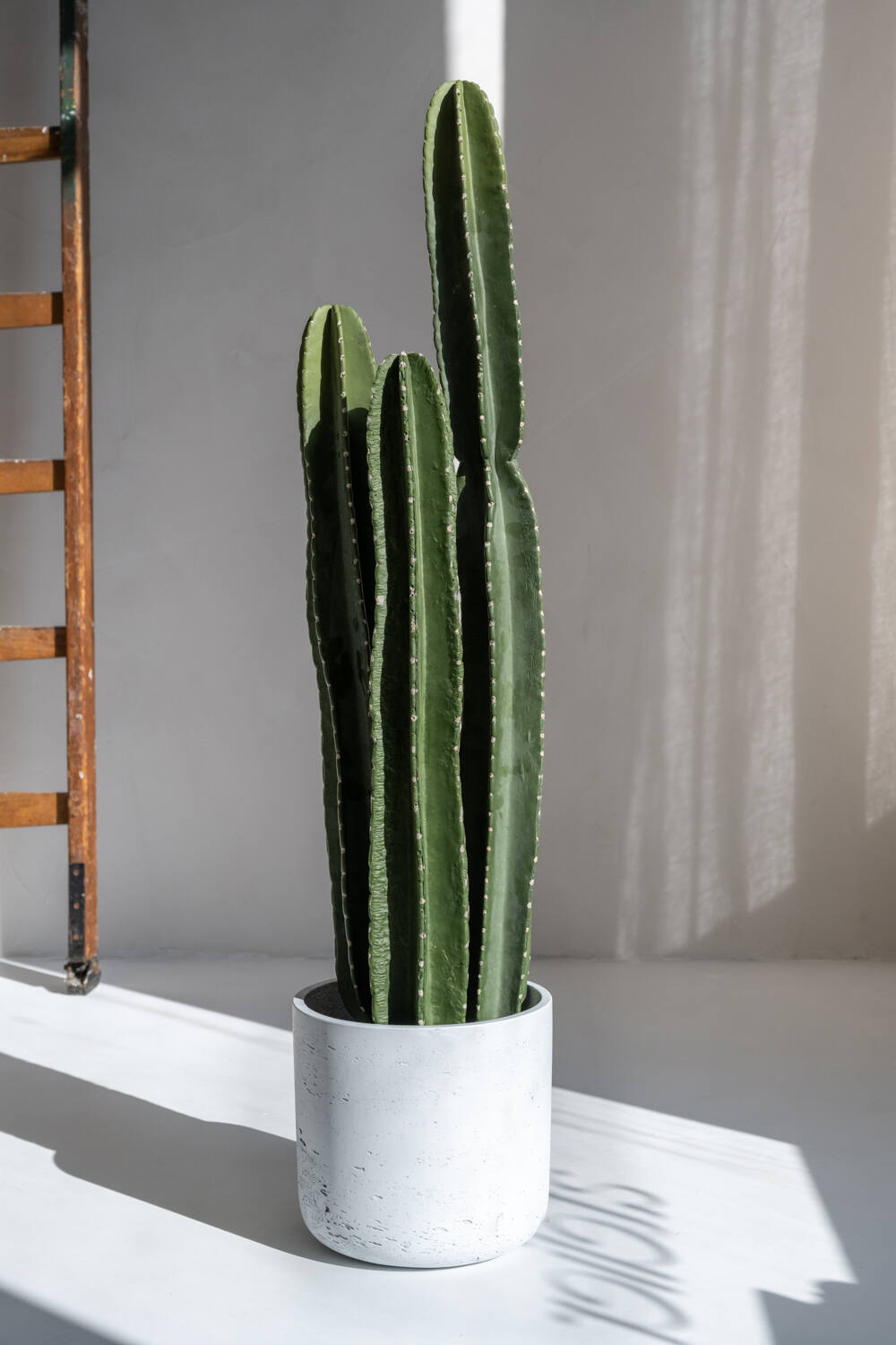 Cactus San Pedro XL, Green