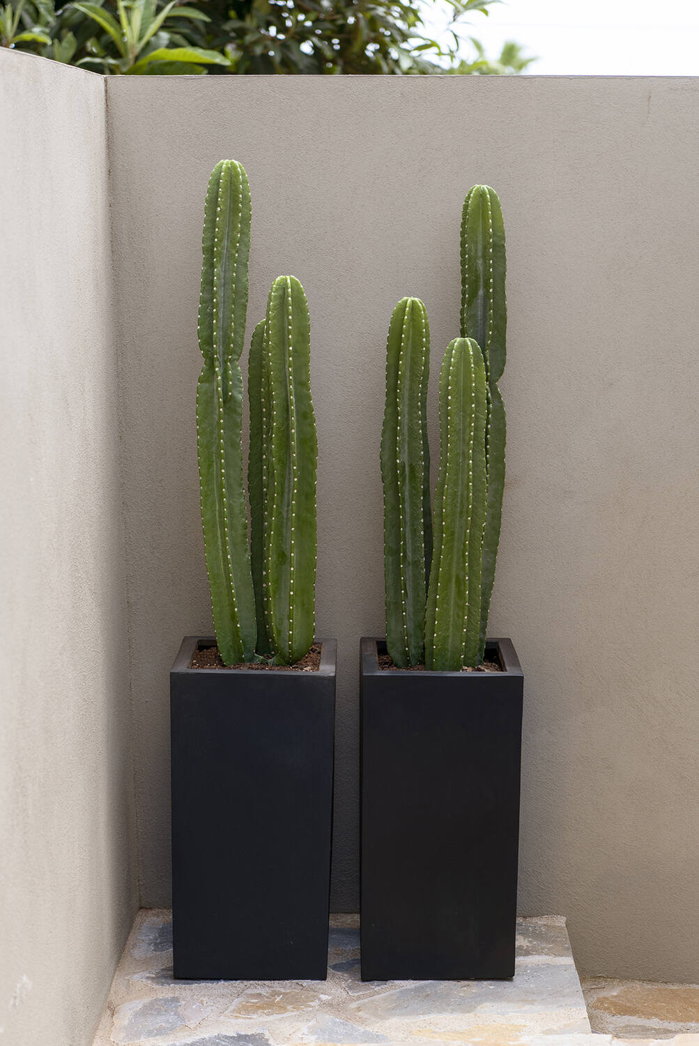 Cactus San Pedro XL, Green