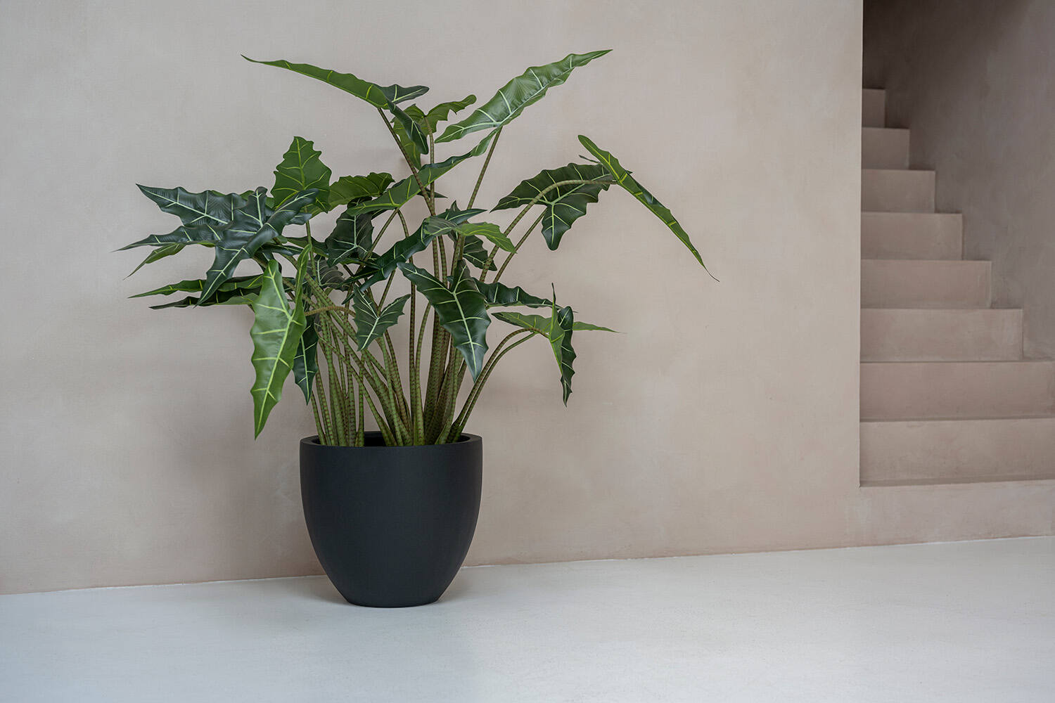 Alocasia taro S, Green