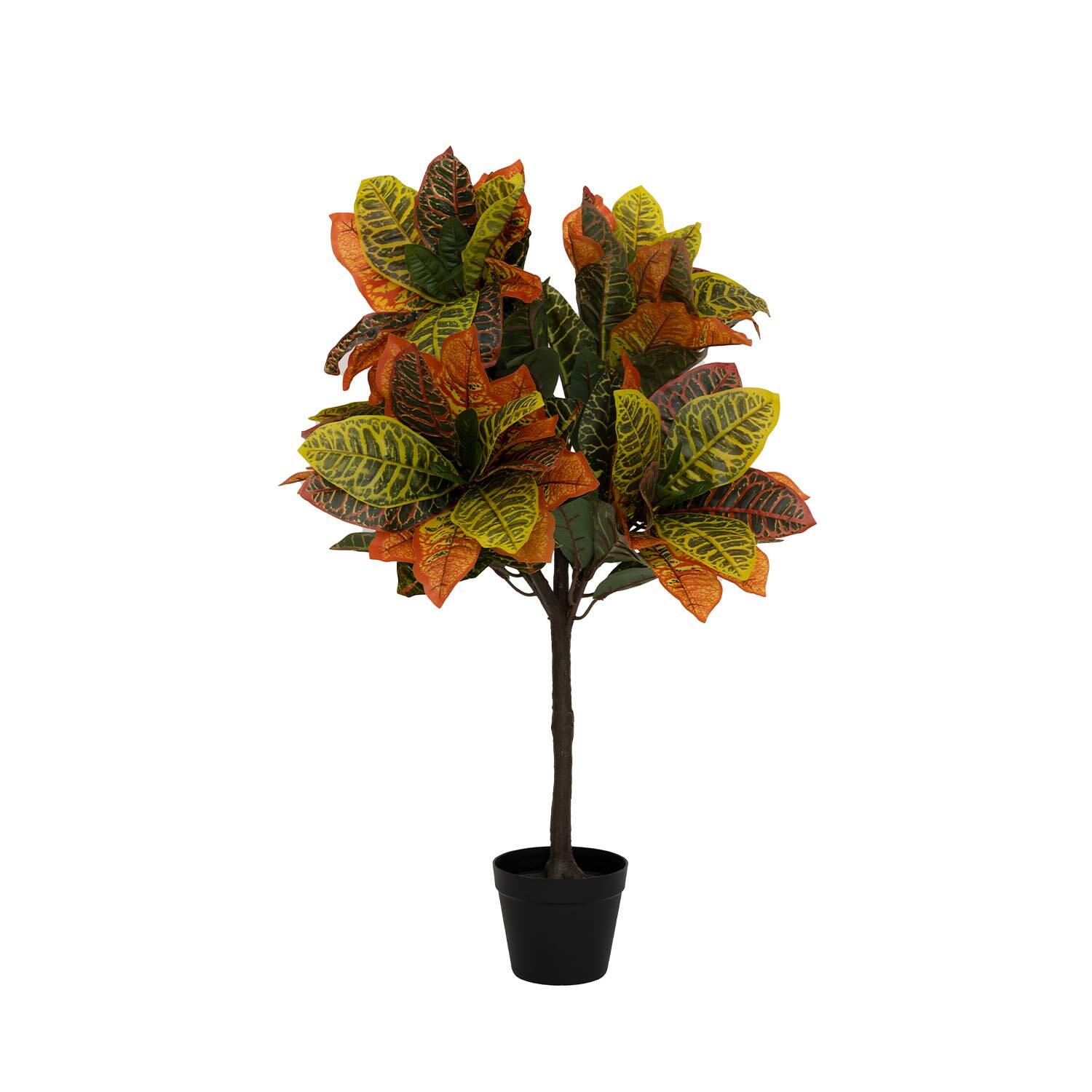 Codiaeum S, Green
