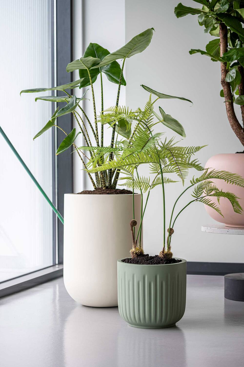 Fern S, Green
