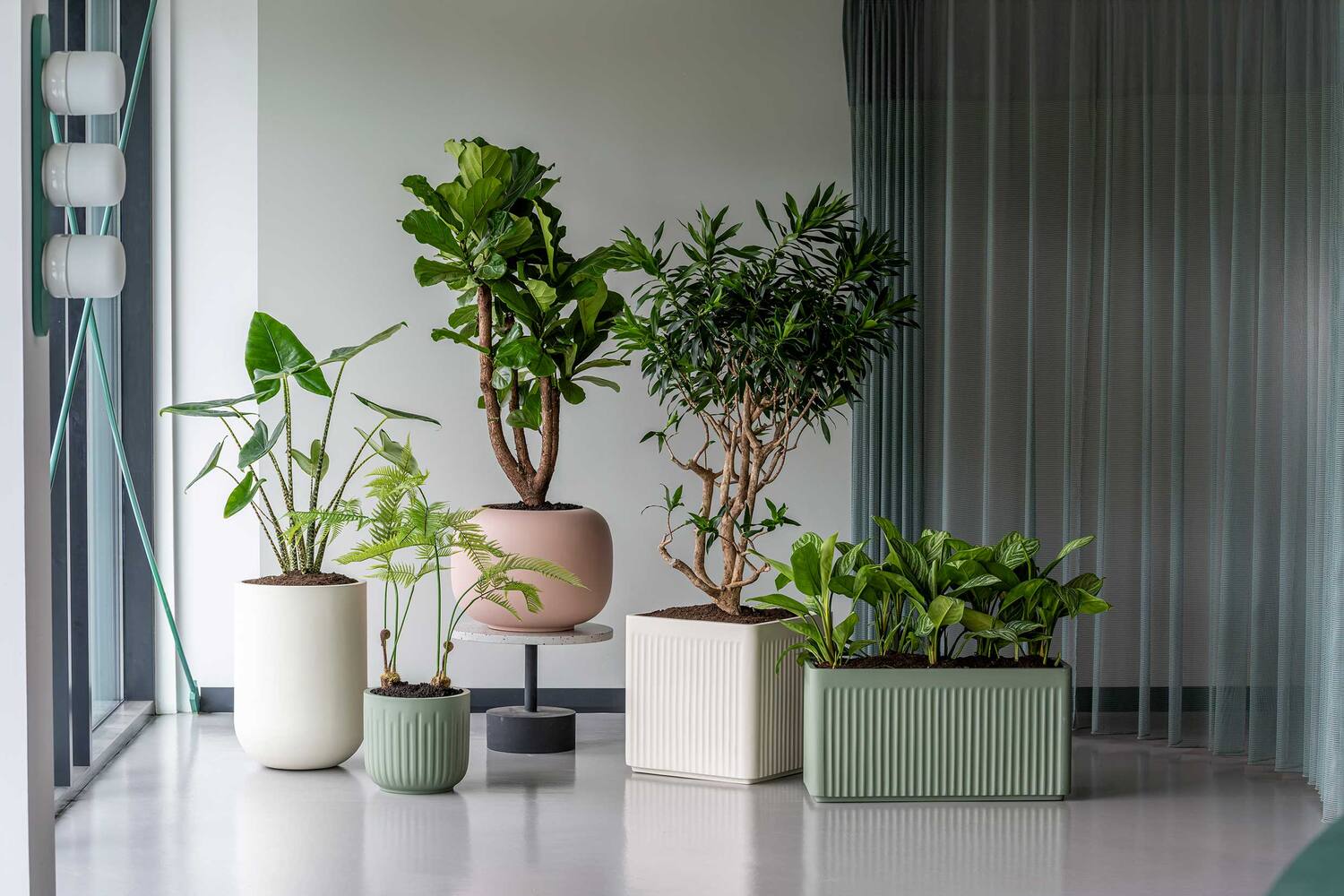 Fern S, Green