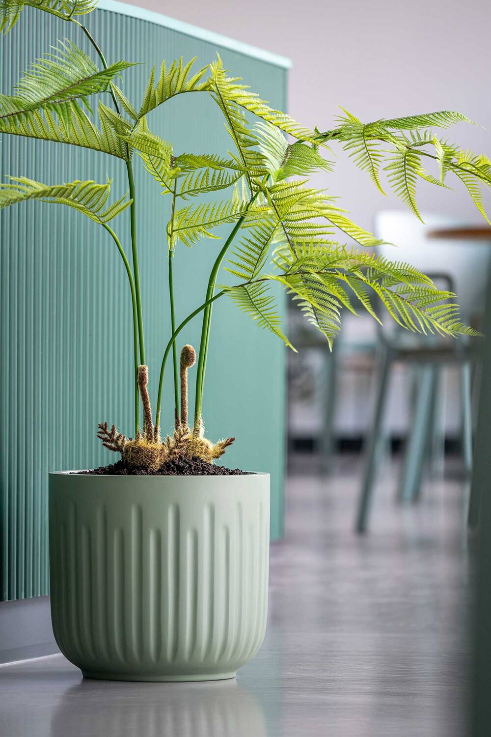 Fern S, Green