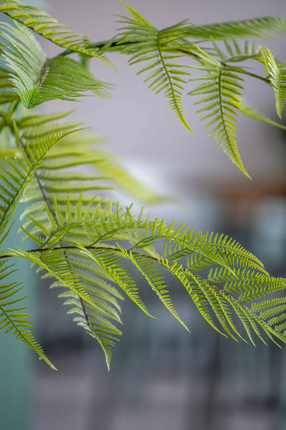 Fern S, Green