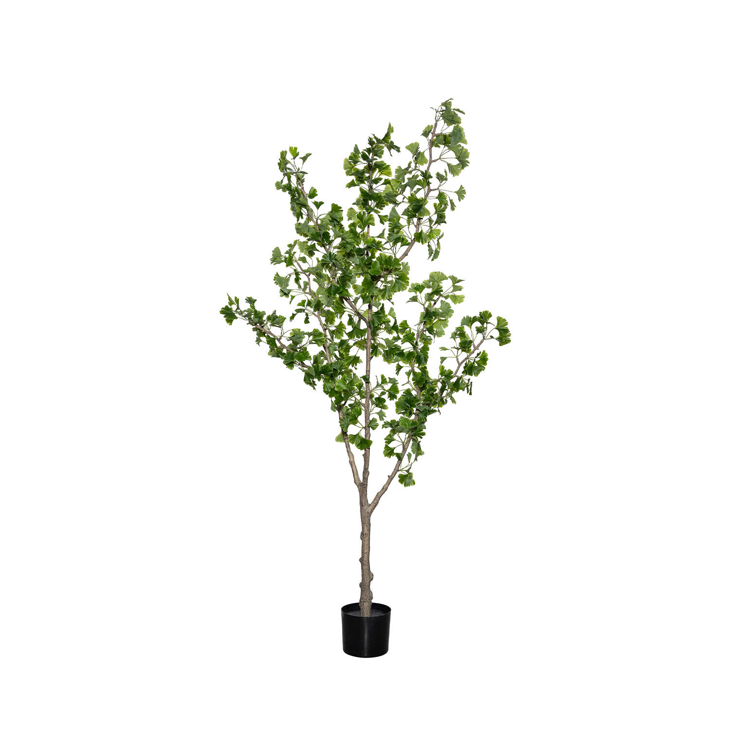 Ginko Biloba Tree L, Green