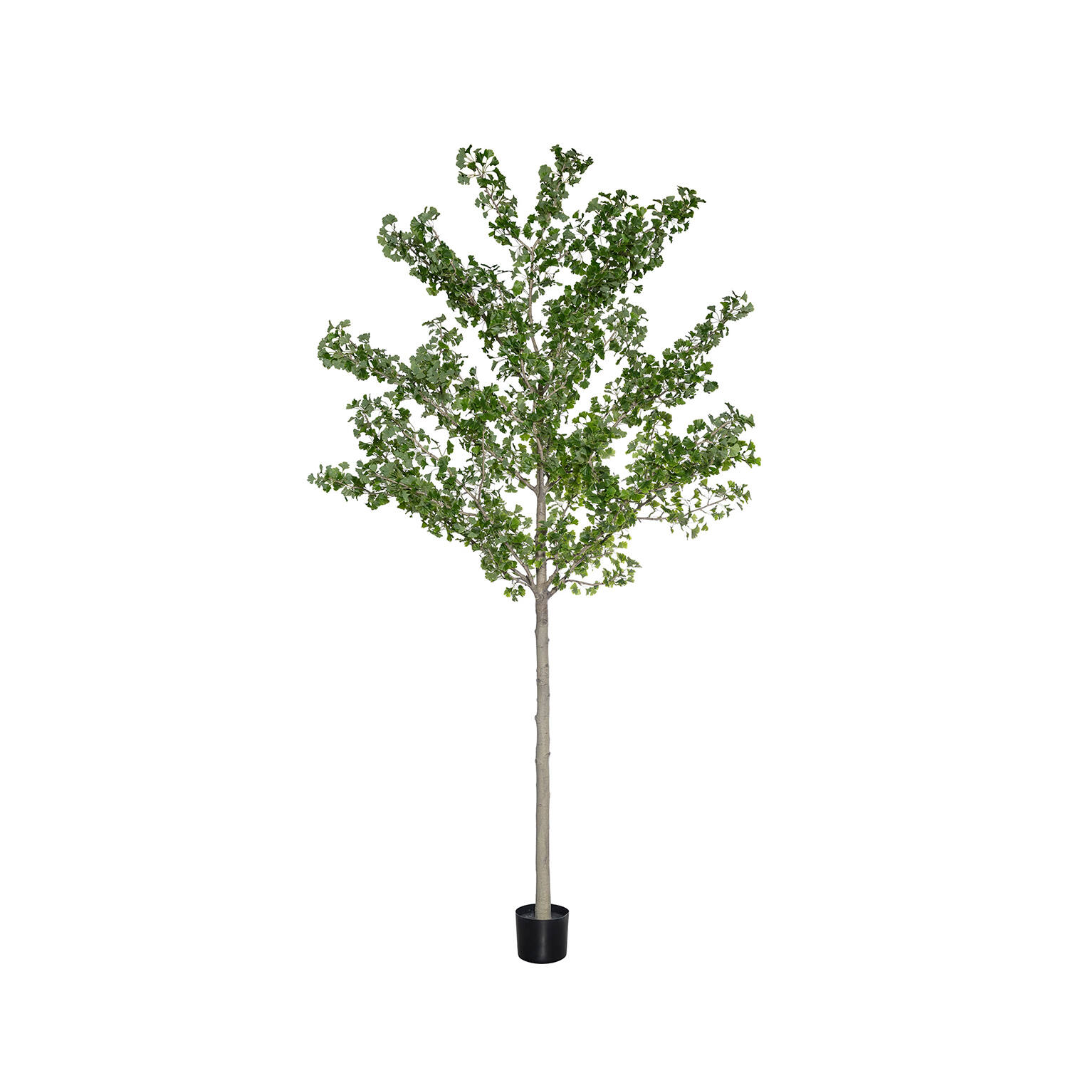 Ginko Biloba Tree XXL, Green