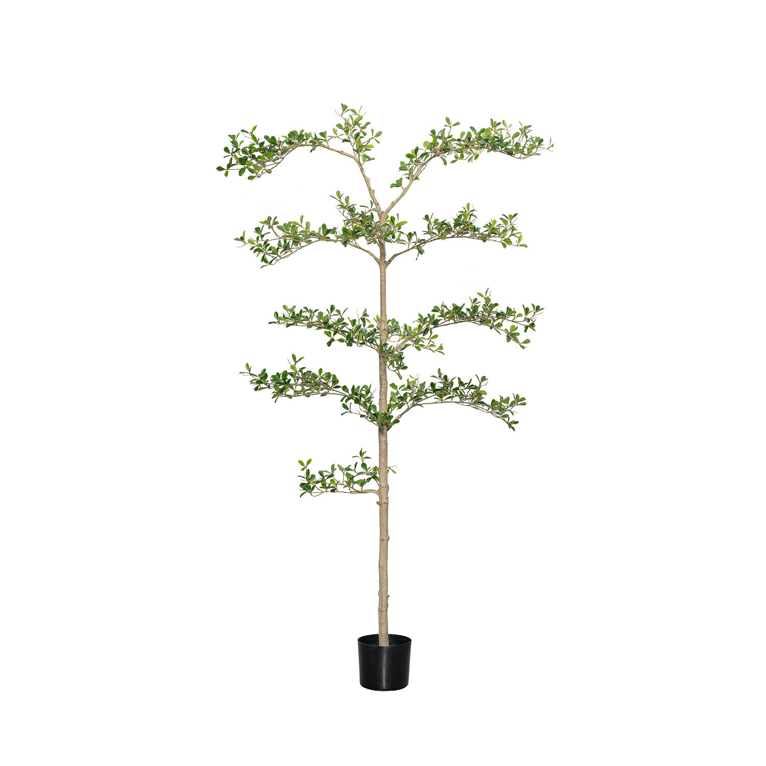 Buchida Buceras Shady Lady Tree L, Green