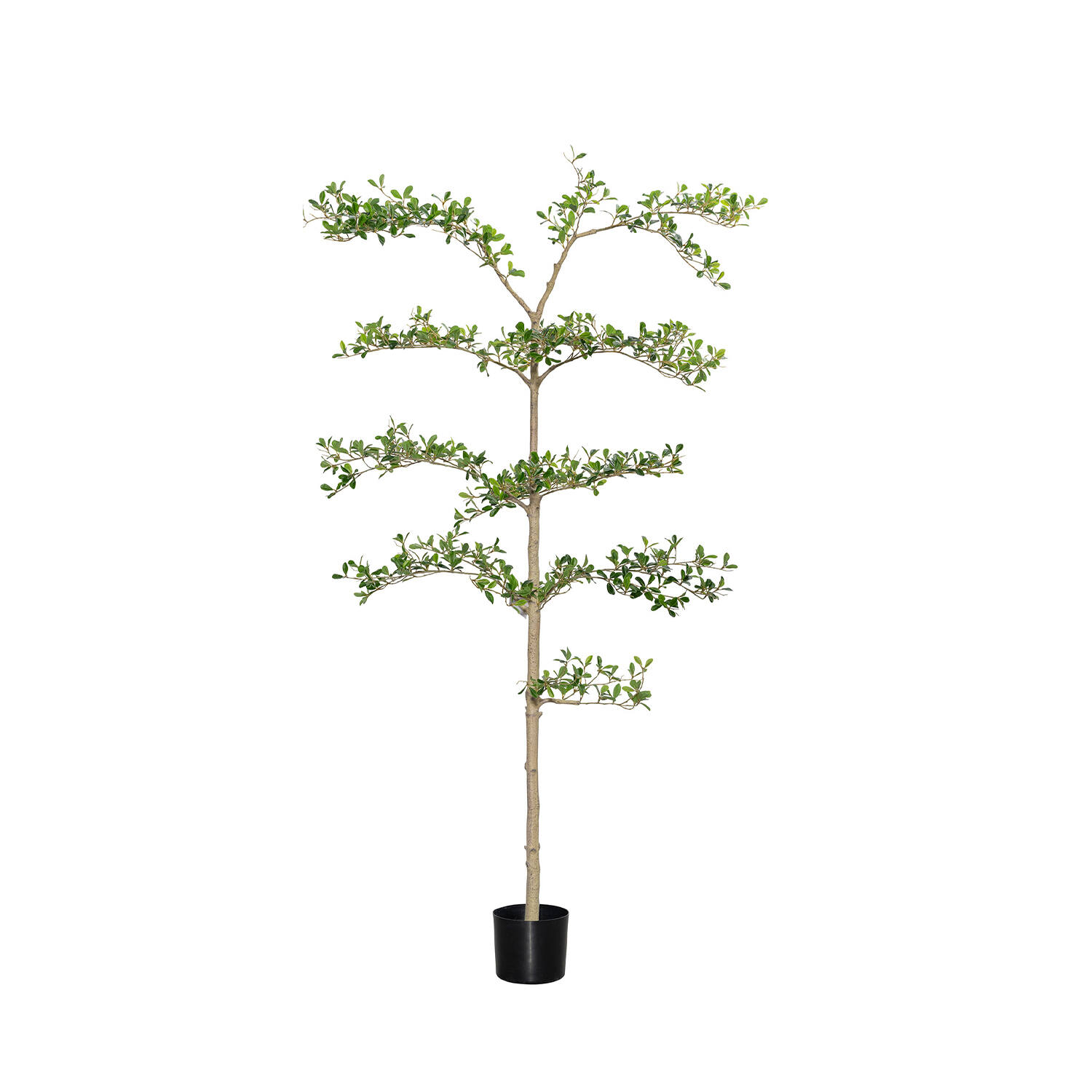 Buchida Buceras Shady Lady Tree L, Green