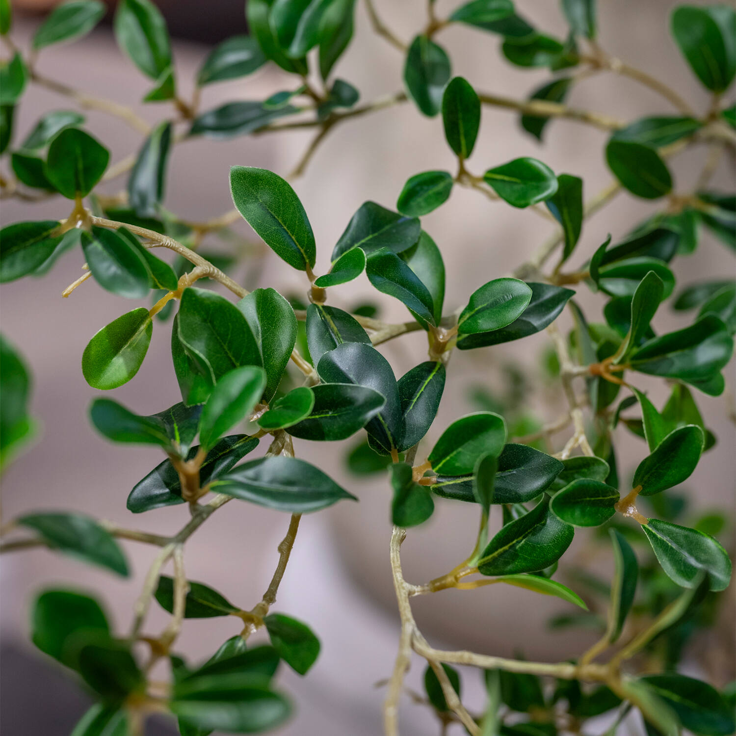 Buchida Buceras Shady Lady Tree XL, Green